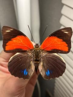 ナルキッサスミイロタテハ♂ アグリアス ブラジル・パラ州オビドス産