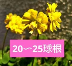 オキザリス 八重咲き 心愛 黄色 20〜25 ラベンダー 20〜 球根 2種