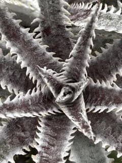 ディッキア Dyckia Code NW-30 Bill Baker - メルカリ