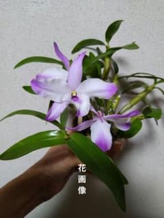 デンドロビウム ピンク色 育てやすい洋蘭のサムネイル