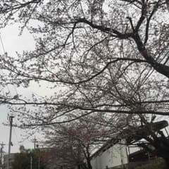 ももたん様のサムネイル