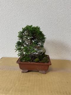 糸魚川真柏のサムネイル