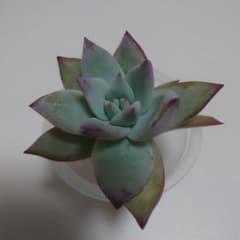 多肉植物　エケベリア　コロラータタパルパカット苗のサムネイル