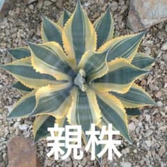 アガベ リップルエフェクト子株 - メルカリ