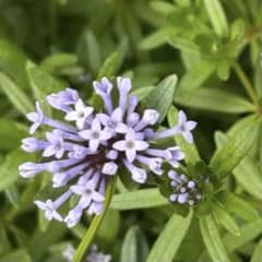 【花の種】一年草　アスペルラ　ブルー　種30粒　おまけの種つき
