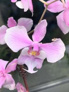 胡蝶蘭　原種　交配種　レア　入手困難　シレリアナ 胡蝶蘭 原種 交配種 レア 入手困難 シレリアナ - メルカリ