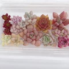 ❀名前付き❀多肉植物カット苗セット‪✂︎‬のサムネイル