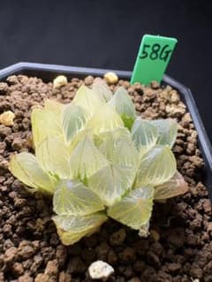 58g 多肉植物 ハオルチア ベヌスタ錦糊斑 自家繁殖 鉢植え発送 - メルカリ