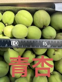 エミンちゃん様 あんず 青杏 若杏 果物 杏酒用 杏シロップ漬け用