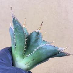 アガベ チタノタ 金蟾王 精選特選 優良血統 ブツブツ 極美品 - メルカリ