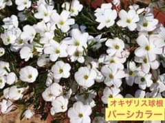 オキザリス　球根のサムネイル