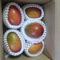 沖縄県産 規格外品 フレッシュナツメ700g 沖縄県産 フレッシュナツメ 約700g 生ナツメ インドナツメ 南国