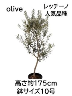 オリーブの木　レッチーノ　10号　約175cm　NO.972　人気品種　現品掲載 オリーブの木 レッチーノ 10号 約175cm NO.972 人気品種 現品掲載