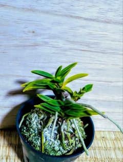【♪余剰苗特売市♪】富貴蘭　雨蛙（株立ち） ♪余剰苗特売市♪】富貴蘭 雨蛙（株立ち） - メルカリ
