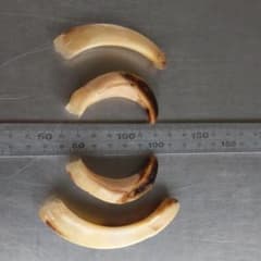 イノシシ　牙のサムネイル