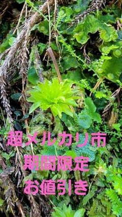 天然❗️オオカサゴケ10本・ナミガタチョウチンゴケ10本セット 新鮮】カサゴケ/オオカサゴケ(10本) - メルカリ