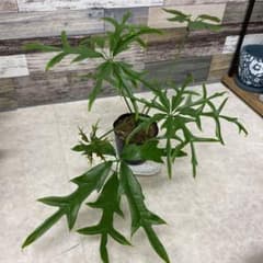 シェフレラ　ノバ　No.001　鉢、送料込　メルカリ便　レア　希少 シェフレラ ノバ No.001 鉢、送料込 メルカリ便 レア 希少