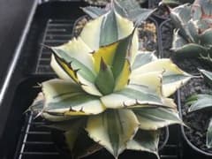 【中株】アガベ スナグルトゥースのサムネイル