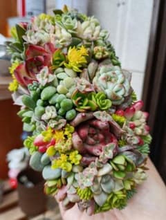 そのまま飾れる多肉植物寄せ植え♡のサムネイル