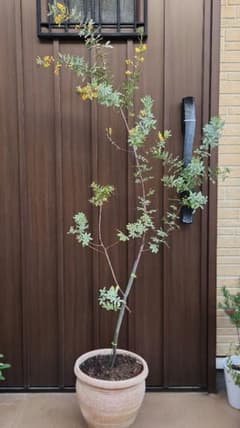 花芽付き　ミモザアカシア　パープレア　プルプレア　テラコッタ鉢植え　苗　苗木 花芽付き ミモザアカシア パープレア プルプレア テラコッタ鉢植え 苗