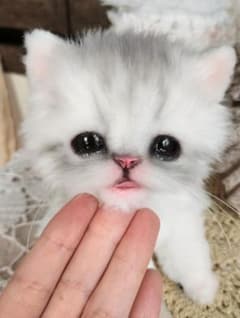 いっぱい遊んだよ♪チンチラシルバー子猫♡プチちゃん♡アートドール