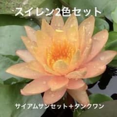 スイレン2色セット　サイアムサンセット ＋タンクワン　睡蓮　③のサムネイル