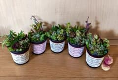 訳あり 大容量 多肉植物 寄せ植え 育て方メモつき❤️ カラフル 5つ