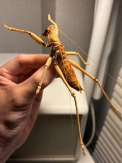 属内最大級】スタウトマジシャン アナトリアプレデターヤブコオロギ 直