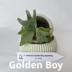 メルカリ便】P. wilinckii Golden Boy spore【04】 - メルカリ