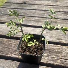 薔薇 キングローズ つるバラ 2025年分 挿し木 根付き・抜き苗 2苗