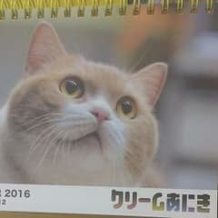 猫　クリームあにき　インテリアのサムネイル