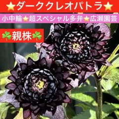 3705☘️親株☘️ダーククレオパトラ⭐️小中輪⭐️超スペシャル多弁