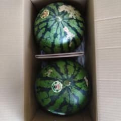 熊本県産　大玉スイカ　だんらん　2玉入り 箱込み18キロ以上　ご家庭用のサムネイル