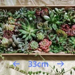 たっぷり多肉植物のサムネイル