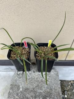 ⭕️希少 犀川金梨地石 うぶ石 長野県産 石のみのご提供です。 | Shop