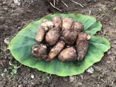 山形県産　里芋　箱込み　1.2キロのサムネイル