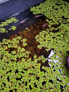 水草 浮草 メダカ 観賞用のサムネイル