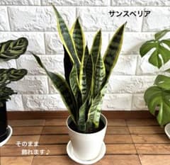 サンスベリア ローレンチ 観葉植物 鉢ごと発送 - メルカリ