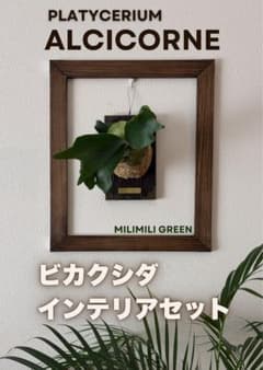 【限定値下　セット販売】ビカクシダ アルシコルネ★板付け・着生株★組立不要 限定値下 セット販売】ビカクシダ アルシコルネ☆板付け・着生株☆組立