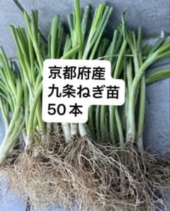 京都府産 無農薬 九条ねぎ苗 50本 - メルカリ