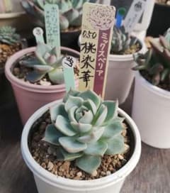 多肉植物397 ミックスベリア 桃染華 札付き 抜き苗で第四種郵便 - メルカリ