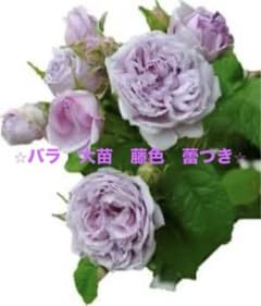 バラ　苗　苗木　藤色　ブルー　紫　パープル　薔薇　複数蕾付き♪のサムネイル