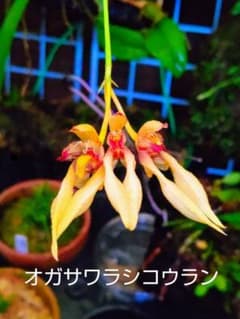 流*道様 山野草・着生蘭(オガサワラシコウラン・余剰ラスト・国の販売許可不要種) 山野草・着生蘭(オガサワラシコウラン・国の販売許可不要種) - メルカリ