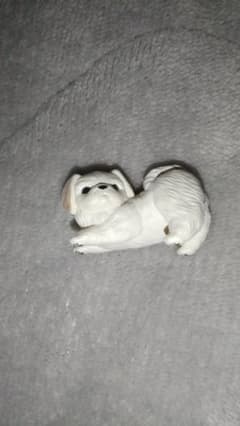 ふり向けば君が…犬 ペキニーズのサムネイル