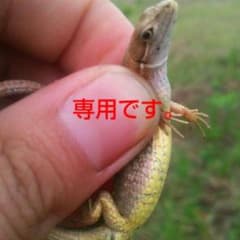 ワイルドスピードシリーズ☆のサムネイル