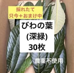 びわの葉 30枚 深緑のサムネイル