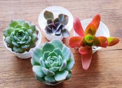 4苗セット 大きめ株 エケベリア 葉挿し可能 多肉植物 抜き苗 カット苗