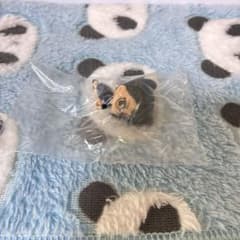 극장판 주술회전 0 요원 마키 허그콧