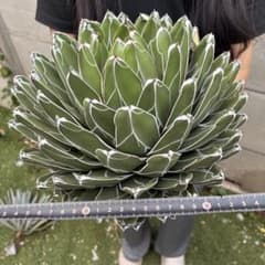 463 アガベ ビクトリアレジーナ 笹ノ雪 極上斑 超大株 y*g様 463 アガベ ビクトリアレジーナ 笹ノ雪 極上斑 超大株 - メルカリ