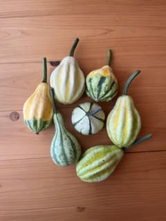 ご希望の数量を発送⭐︎観賞用おばけカボチャ⭐︎ランダム発送⭐︎